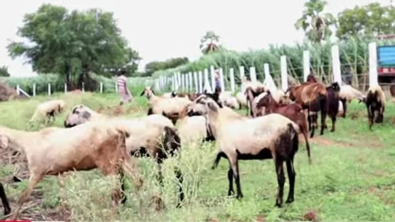 గొర్రెలకు నీలి నాలుక టీకాలు